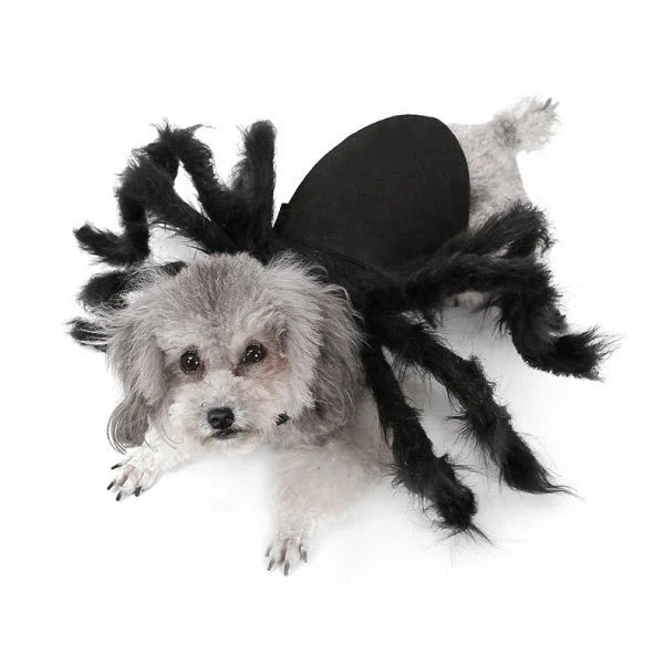 Halloween Spider - Dog Costume