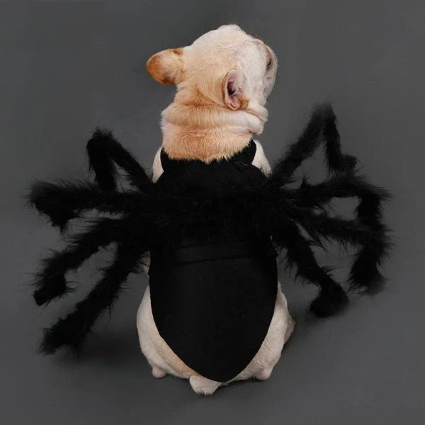 Halloween Spider - Dog Costume