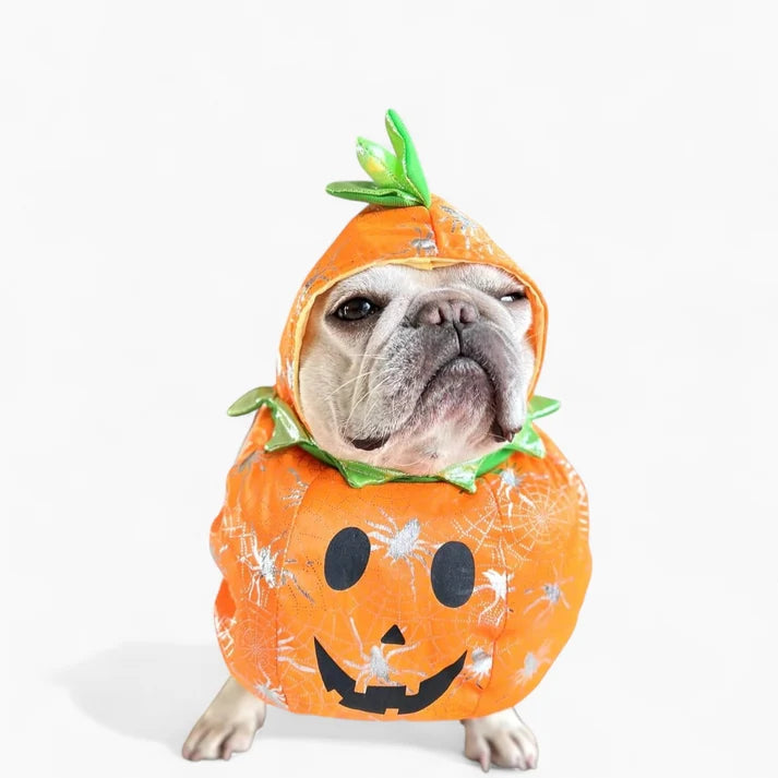 Pumpkin Dog Costume